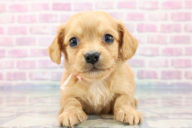 群馬県のチワックス (Coo&RIKU前橋店/2023年9月25日生まれ/女の子/クリーム)の子犬
