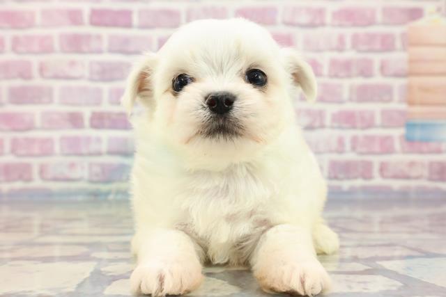 千葉県のポメプー (Coo&RIKUフレスポ稲毛店/2023年9月25日生まれ/男の子/クリームホワイト)の子犬
