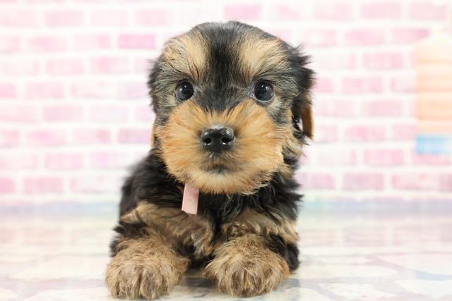 群馬県のヨークシャーテリア (Coo&RIKU前橋店/2023年9月25日生まれ/女の子/スチールブルータン)の子犬
