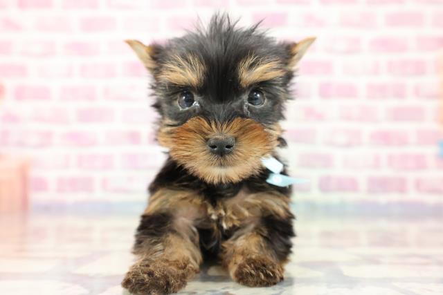 群馬県のヨークシャーテリア (Coo&RIKU藤岡店/2023年9月25日生まれ/男の子/スチールブルータン)の子犬