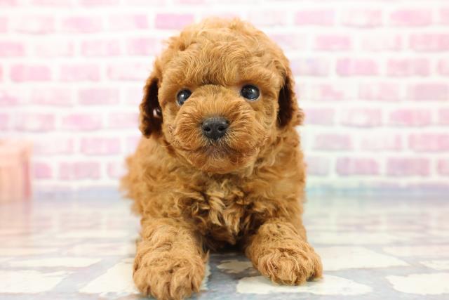 神奈川県のトイプードル (Coo&RIKU横浜青葉店/2023年9月25日生まれ/男の子/レッド(赤))の子犬
