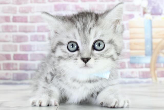 宮城県のミヌエット (Coo&RIKU仙台太白店/2023年9月15日生まれ/男の子/シルバータビー)の子猫
