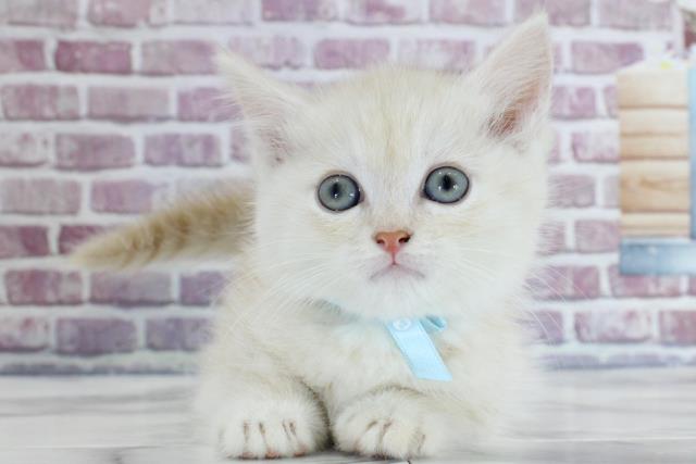 秋田県のミヌエット (Coo&RIKU秋田店/2023年9月15日生まれ/男の子/クリーム)の子猫