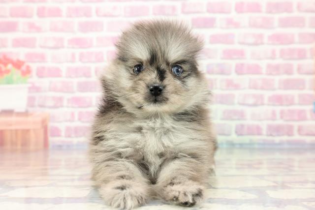 千葉県のポメラニアン (Coo&RIKU若葉都賀店/2023年9月24日生まれ/女の子/ブルーマール)の子犬