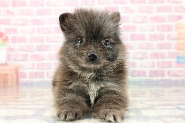 神奈川県のポメラニアン (Coo&RIKU日吉店/2023年9月24日生まれ/男の子/ブルーマール)の子犬