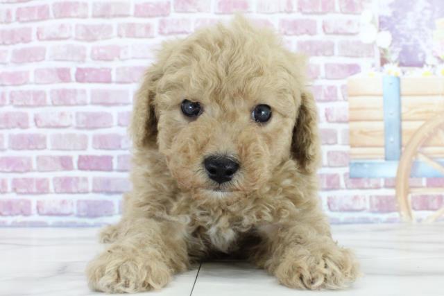 茨城県のトイプードル (Coo&RIKU水戸店/2023年9月25日生まれ/男の子/アプリコット)の子犬