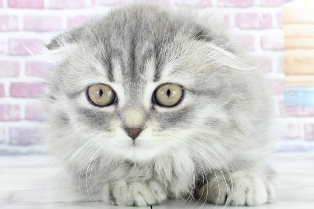 宮城県のスコティッシュフォールド (Coo&RIKU仙台太白店/2023年9月25日生まれ/女の子/ブルータビー)の子猫