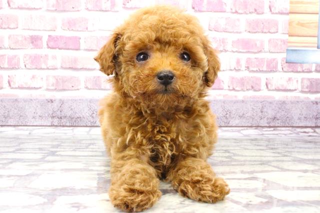 兵庫県のトイプードル (Coo&RIKU伊丹店/2023年9月20日生まれ/女の子/アプリコット)の子犬