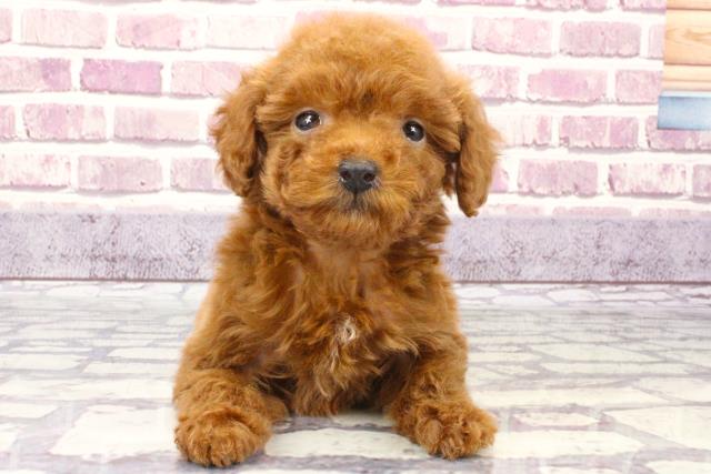 兵庫県のトイプードル (Coo&RIKU神戸東灘店/2023年9月25日生まれ/女の子/レッド(赤))の子犬