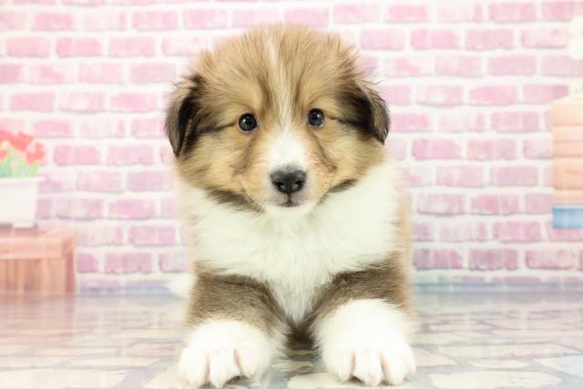 埼玉県のシェットランドシープドッグ (Coo&RIKU川越店/2023年9月25日生まれ/男の子/セーブルホワイト)の子犬