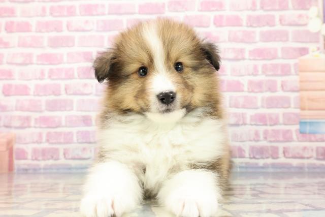 千葉県のシェットランドシープドッグ (Coo&RIKU流山店/2023年9月25日生まれ/男の子/セーブルホワイト)の子犬