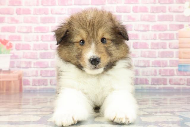 千葉県のシェットランドシープドッグ (Coo&RIKU若葉都賀店/2023年9月25日生まれ/男の子/セーブルホワイト)の子犬
