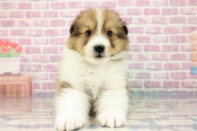 東京都のシェットランドシープドッグ (Coo&RIKU足立本店/2023年9月25日生まれ/男の子/セーブルホワイト)の子犬