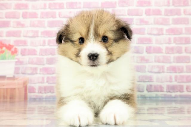 神奈川県のシェットランドシープドッグ (Coo&RIKU長津田店/2023年9月25日生まれ/女の子/セーブルホワイト)の子犬