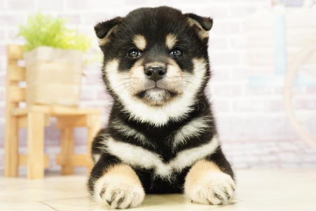 柴犬