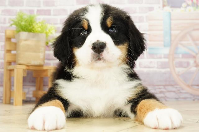 愛知県のバーニーズマウンテンドッグ (Coo&RIKU東海店/2023年9月23日生まれ/女の子/ブラックラストホワイト)の子犬