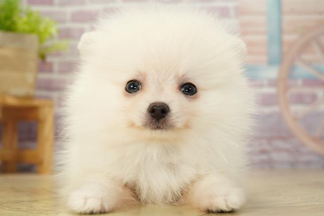 三重県のポメラニアン (Coo&RIKU津高茶屋店/2023年9月23日生まれ/男の子/クリーム)の子犬