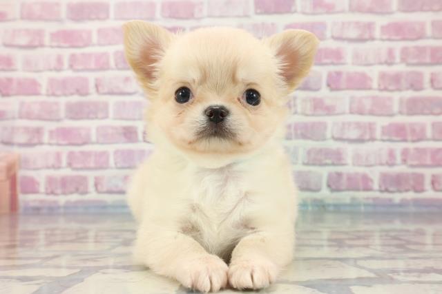 神奈川県のチワワ(ロング) (Coo&RIKU相模原店/2023年9月24日生まれ/男の子/クリーム)の子犬