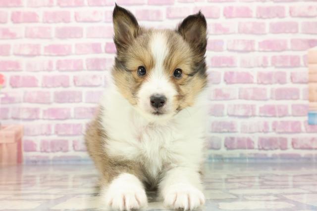 東京都のシェットランドシープドッグ (Coo&RIKU足立本店/2023年9月25日生まれ/男の子/セーブルホワイト)の子犬