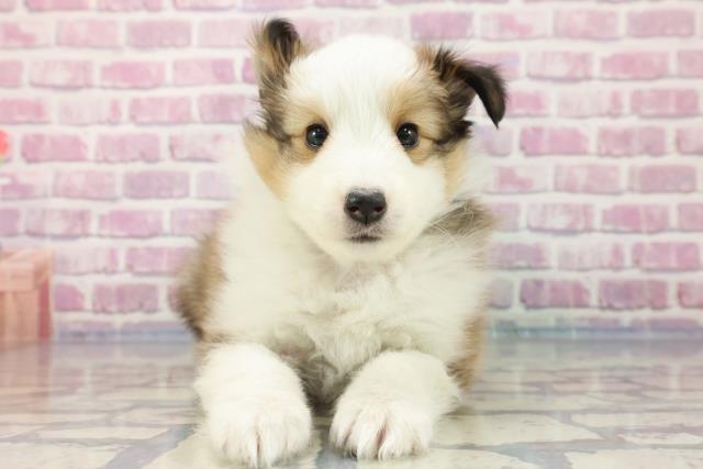 北海道のシェットランドシープドッグ (Coo&RIKU札幌東店/2023年9月25日生まれ/女の子/セーブルホワイト)の子犬