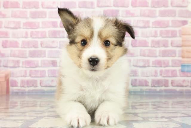 新潟県のシェットランドシープドッグ (Coo&RIKU長岡店/2023年9月25日生まれ/女の子/セーブルホワイト)の子犬
