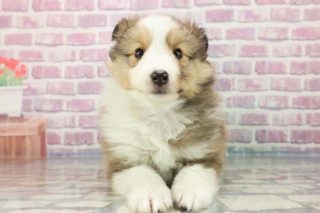 石川県のシェットランドシープドッグ (Coo&RIKUイオン野々市南店/2023年9月25日生まれ/女の子/セーブルホワイト)の子犬