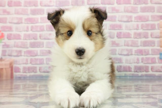 沖縄県のシェットランドシープドッグ (Coo&RIKU沖縄浦添店/2023年9月25日生まれ/女の子/セーブルホワイト)の子犬
