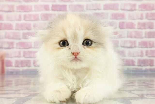 東京都のフォールデックス (Coo&RIKU足立本店/2023年9月22日生まれ/女の子/ダイリュートキャリコ)の子猫