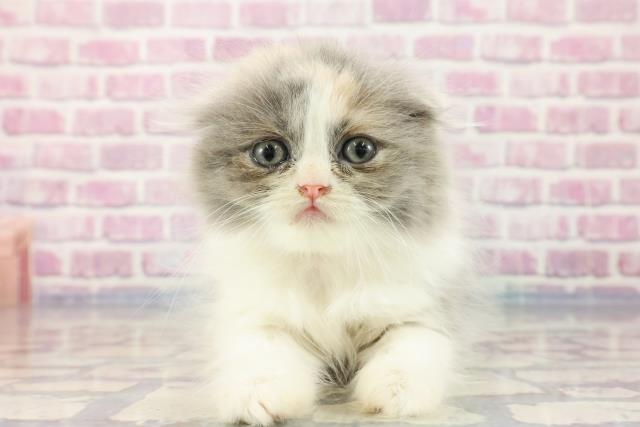 東京都のフォールデックス (Coo&RIKU大久保店/2023年9月22日生まれ/女の子/ダイリュートキャリコ)の子猫