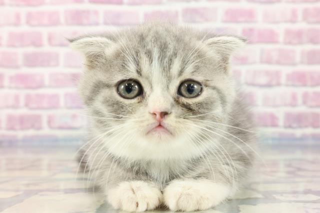 福井県のフォールデックス (Coo&RIKU福井店/2023年9月22日生まれ/男の子/ブルータビーホワイト)の子猫