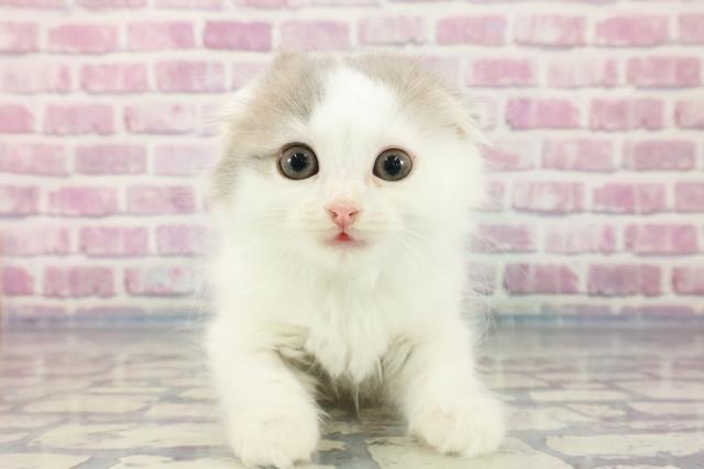 高知県のスコティッシュフォールド (Coo&RIKU高知御座店/2023年9月24日生まれ/男の子/ブルータビーホワイト)の子猫
