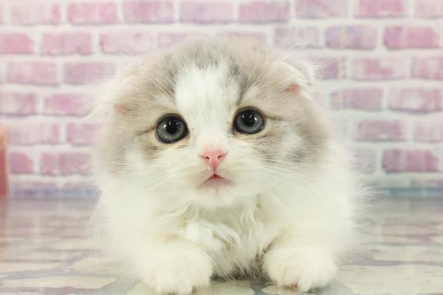 北海道のスコティッシュフォールド (Coo&RIKU帯広店/2023年9月24日生まれ/男の子/ブルータビーホワイト)の子猫