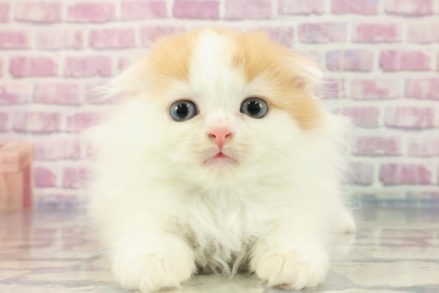 北海道のスコティッシュフォールド (Coo&RIKU苫小牧店/2023年9月24日生まれ/男の子/レッドタビーホワイト)の子猫