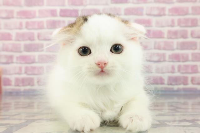 石川県のスコティッシュフォールド (Coo&RIKUイオン野々市南店/2023年9月24日生まれ/男の子/ブラウンタビーホワイト)の子猫