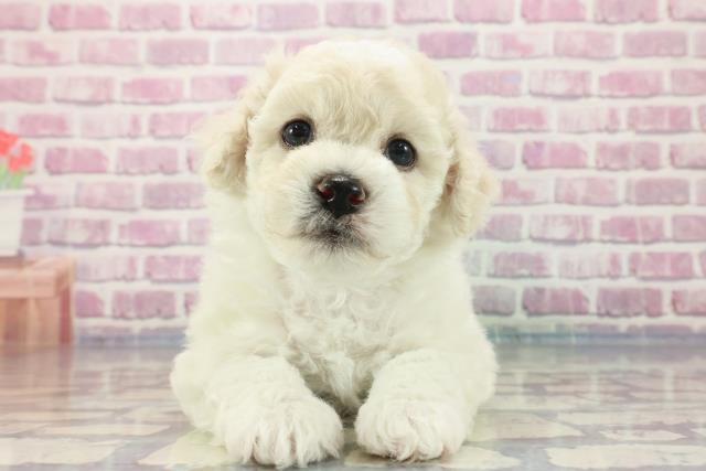 北海道のビションフリーゼ (Coo&RIKU苫小牧店/2023年9月26日生まれ/男の子/ホワイト(白))の子犬