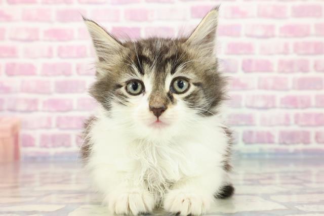 千葉県のノルウェージャンフォレストキャット (Coo&RIKU八街店/2023年9月26日生まれ/男の子/ブラウンタビーホワイト)の子猫