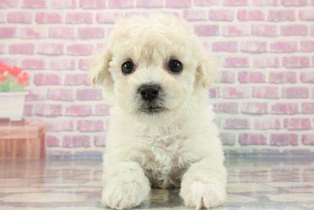 高知県のビションフリーゼ (Coo&RIKUのいち店/2023年9月26日生まれ/女の子/ホワイト(白))の子犬