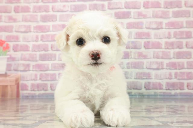 沖縄県のビションフリーゼ (Coo&RIKUイオン北谷店/2023年9月26日生まれ/女の子/ホワイト(白))の子犬