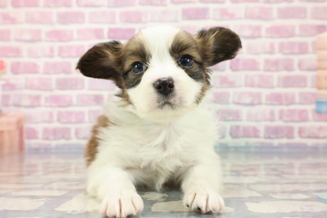 北海道のパピヨン (Coo&RIKU室蘭店/2023年9月26日生まれ/男の子/ホワイトブラウン(白茶))の子犬