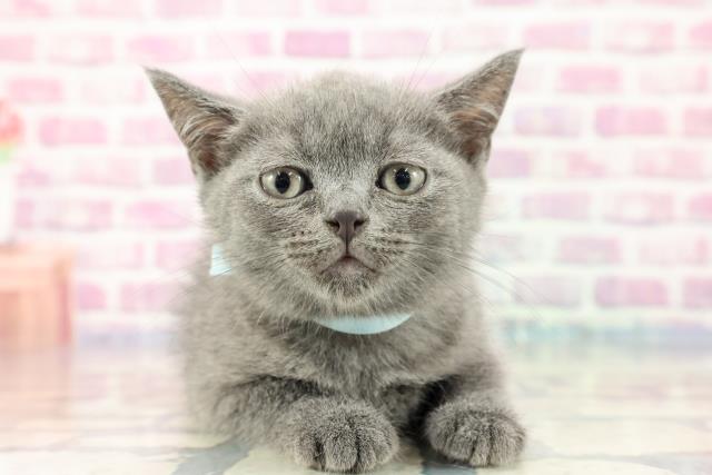 沖縄県のブリティッシュショートヘアー (Coo&RIKU沖縄浦添店/2023年9月26日生まれ/男の子/ブルー)の子猫