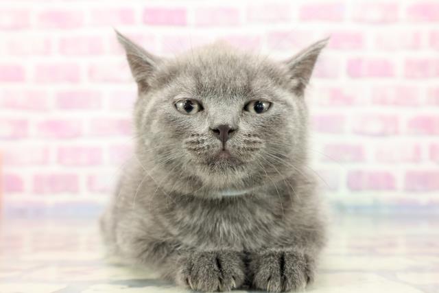 東京都のブリティッシュショートヘアー (Coo&RIKU中野サンモール店/2023年9月26日生まれ/男の子/ブルー)の子猫