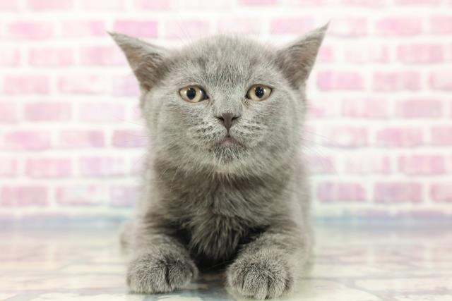 長野県のブリティッシュショートヘアー (Coo&RIKU綿半諏訪店/2023年9月26日生まれ/女の子/ブルー)の子猫
