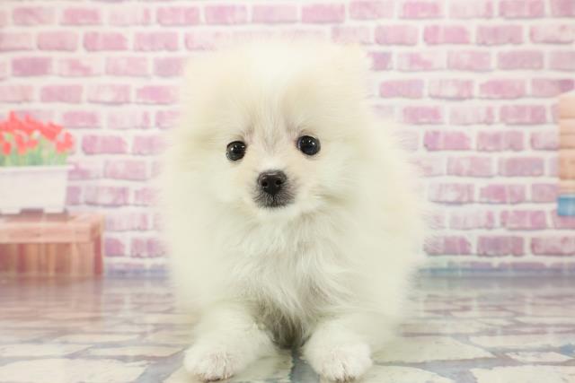 高知県のポメラニアン (Coo&RIKU高知御座店/2023年9月22日生まれ/女の子/クリーム)の子犬