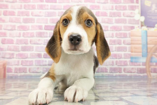 北海道のビーグル (Coo&RIKU苫小牧店/2023年9月22日生まれ/男の子/ハウンドカラー)の子犬