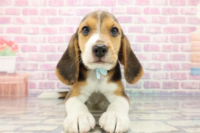 秋田県のビーグル (Coo&RIKU秋田店/2023年9月22日生まれ/男の子/ハウンドカラー)の子犬