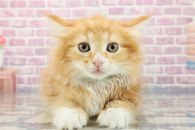 岡山県のサイベリアン (Coo&RIKU岡山店/2023年9月24日生まれ/男の子/レッドタビーホワイト)の子猫