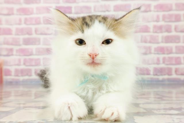 栃木県のサイベリアン (Coo&RIKU足利店/2023年9月24日生まれ/男の子/ブラウンタビーホワイト)の子猫