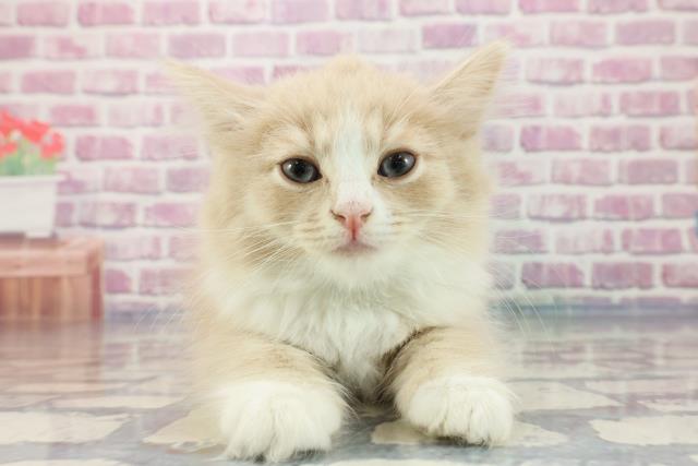 東京都のサイベリアン (Coo&RIKU阿佐ヶ谷店/2023年9月24日生まれ/男の子/カメオタビーホワイト)の子猫