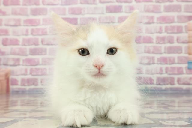 北海道のサイベリアン (Coo&RIKU帯広店/2023年9月24日生まれ/女の子/ダイリュートキャリコ)の子猫