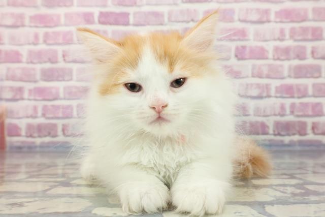 北海道のサイベリアン (Coo&RIKU札幌東店/2023年9月24日生まれ/女の子/レッドタビーホワイト)の子猫